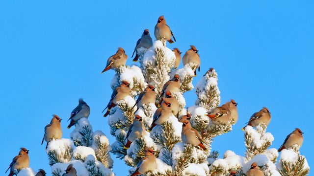 Bohemian waxwings in Kuusamo, Finland