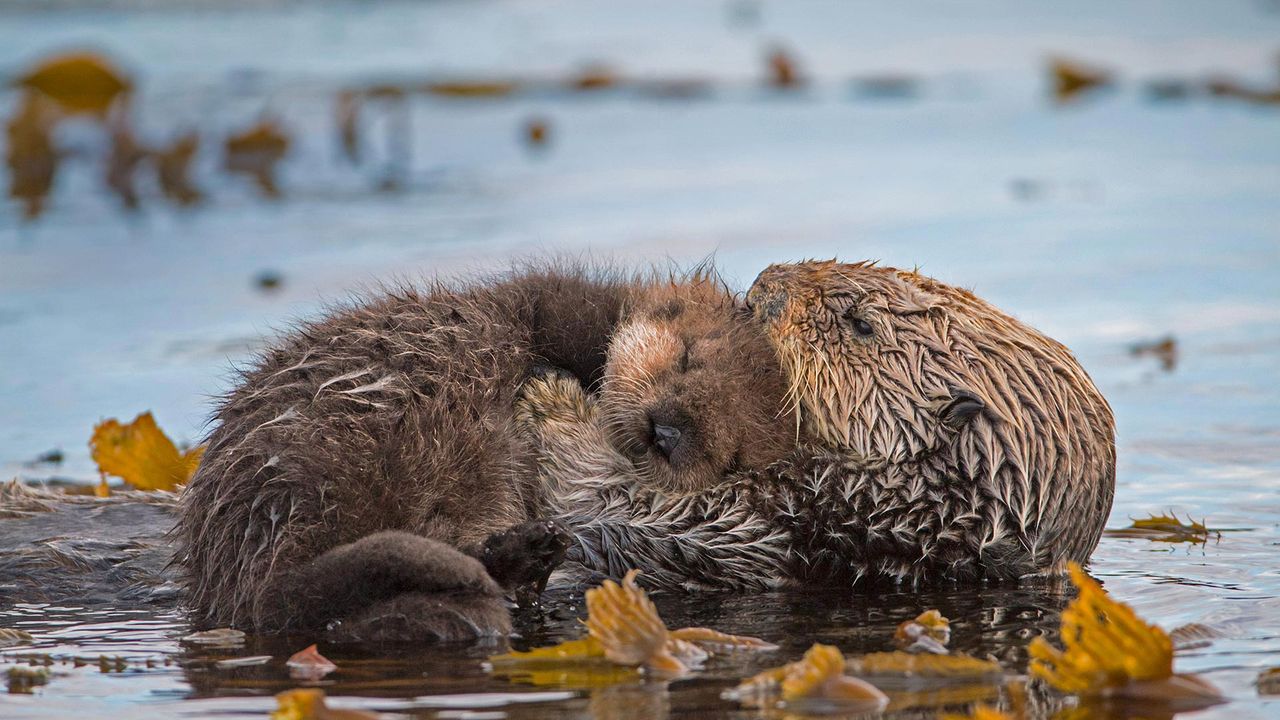 Sea otter mother and newborn pup in Monterey Bay, California, USA