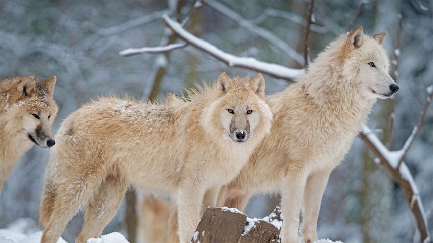 Polarwolf-Rudel in Kanada