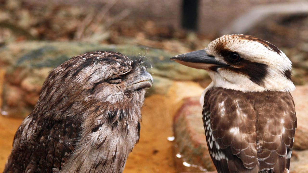 Tawny frogmouth and kookaburra