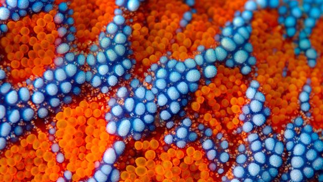 Épines en gros plan sur la surface extérieure d’une étoile de mer (Evaserias retifera) près du Kraï du Primorie, Russie
