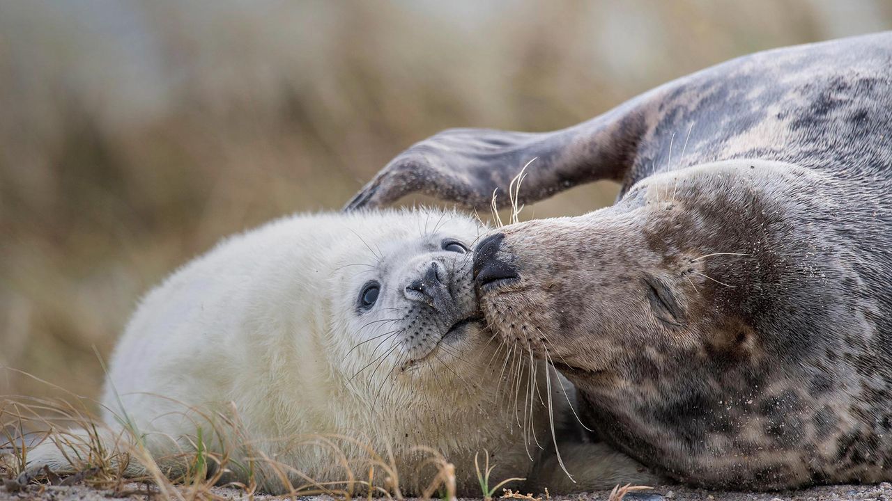 Maman phoque gris et son petit sur une plage d’Heligoland, Schleswig-Holstein, Allemagne