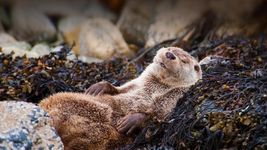 Eurasian otter chillaxin' in Shetland, Scotland