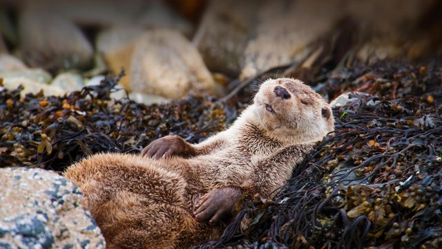 Eurasian otter chillaxin' in Shetland, Scotland