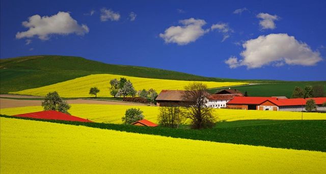 Fields of blooming brassica napus plant near Ried, Austria – Walter Geiersperger/Corbis ©