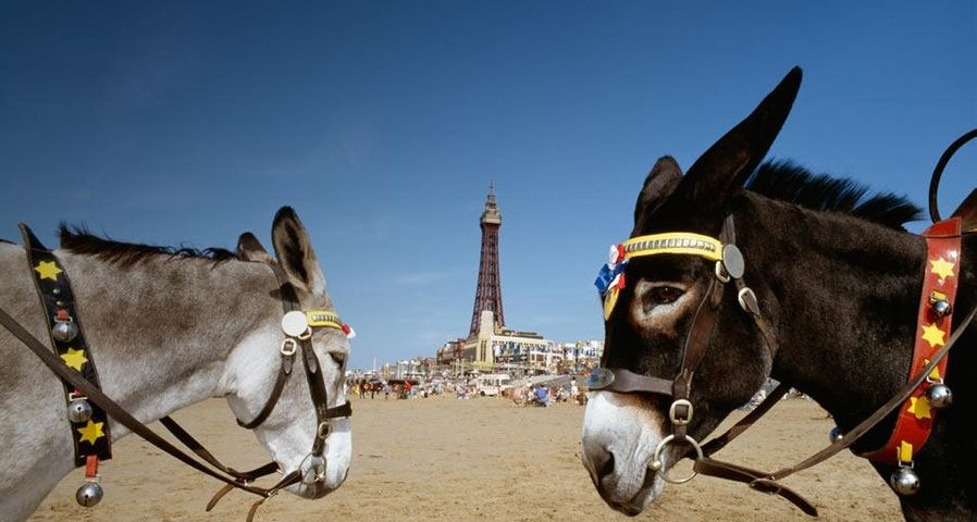 Donkeys on the beach with Blackpool Tower in the background