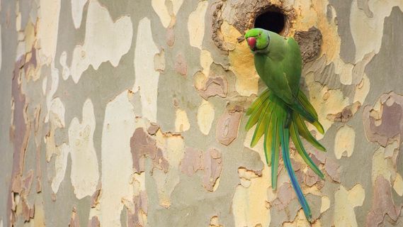 几个Scintilla/SciTE相关项目