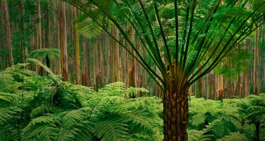 Soft tree ferns in the eucalyptus forest of Dandenong Ranges National Park, Australia
