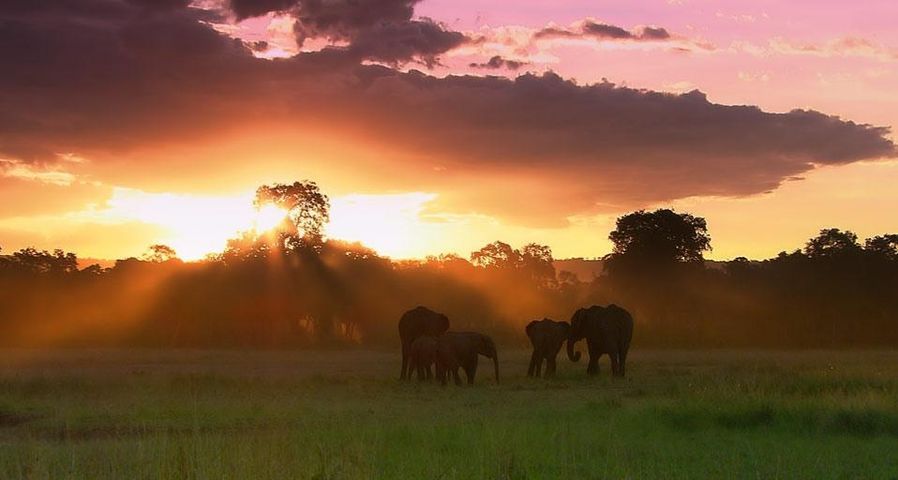 A herd of elephants in the Masai Mara National Reserve, Kenya