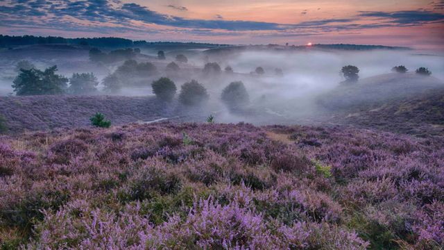 Flowering heather in The Netherlands