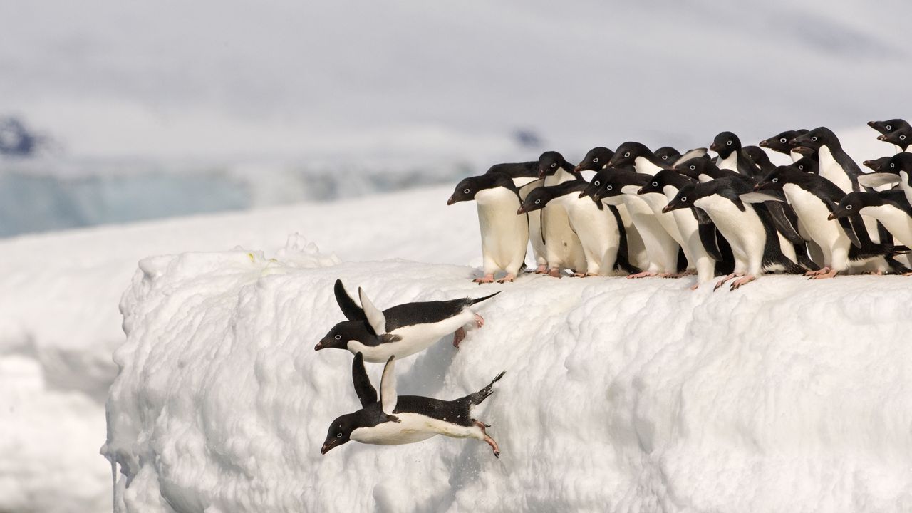Adélie penguins, Antarctica