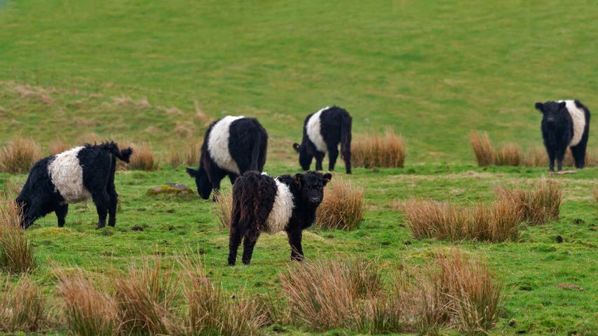 黑白相间的腰带盖洛韦牛，苏格兰