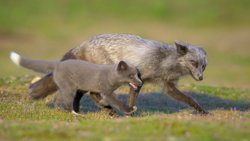 Papà e piccolo di volpe rossa, Washington, Stati Uniti