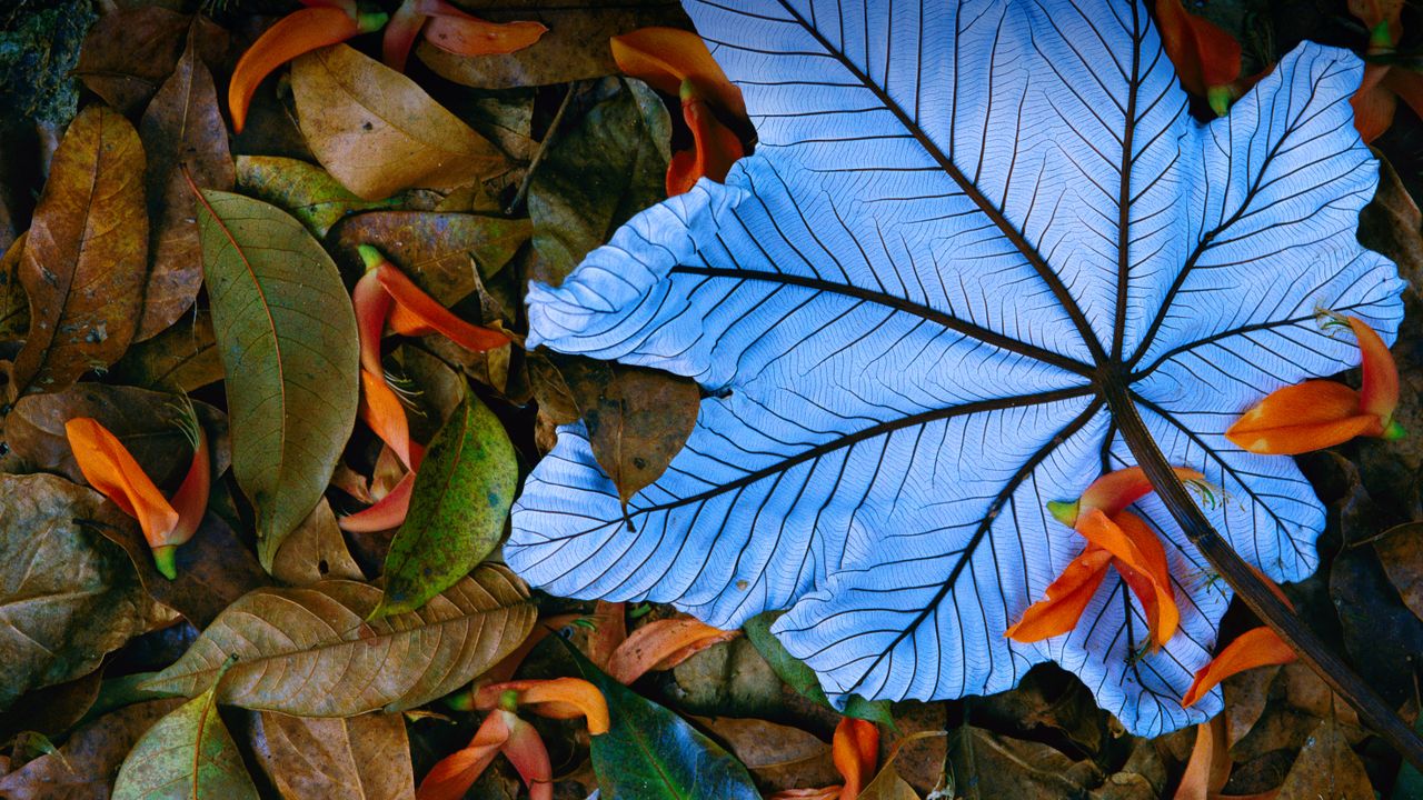Cecropia leaf on top of lobster claw petals, Mexico