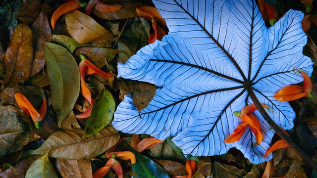 Cecropia leaf atop lobster claw petals, Mexico