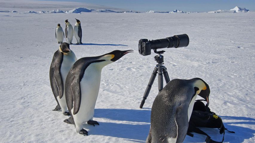 Un grupo de pingüinos emperador curioseando en la Antártida