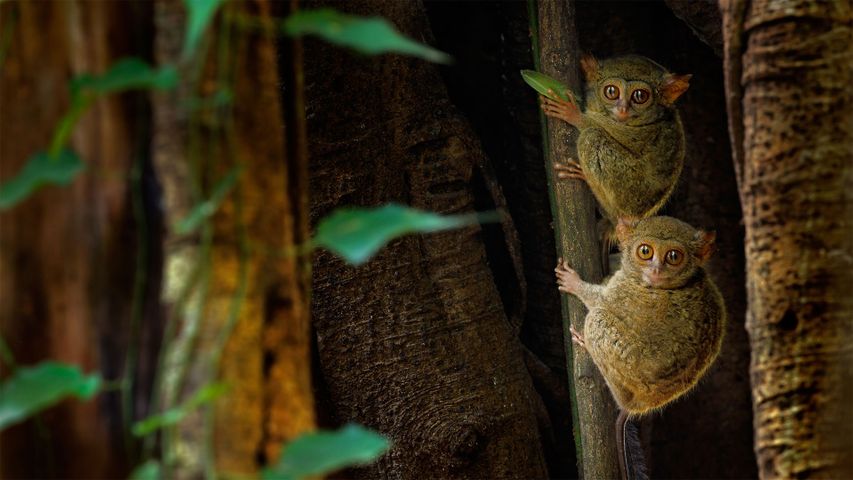 榕树上的幽灵眼镜猴，印度尼西亚Tangkoko Batuangus自然保护区