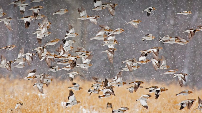 Snow buntings flock during a snowstorm in New York, USA