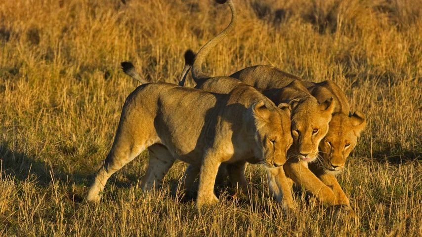 马赛马拉国家保护区里的非洲狮，肯尼亚 