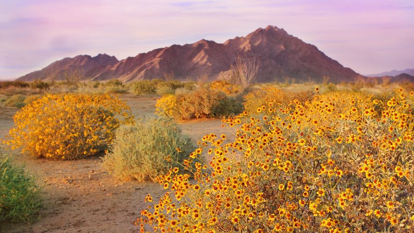 Arbustos quebradizos floreciendo en primavera, Desierto de Sonora, Arizona, EE.UU.