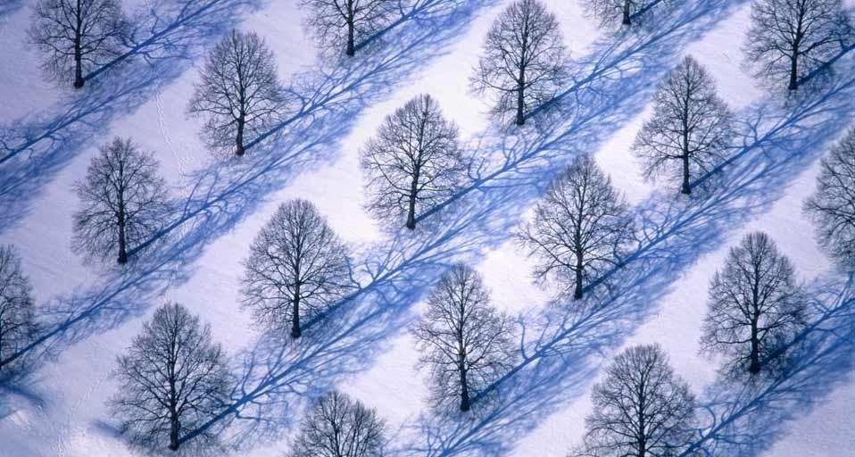 Linden trees in Munich, Germany
