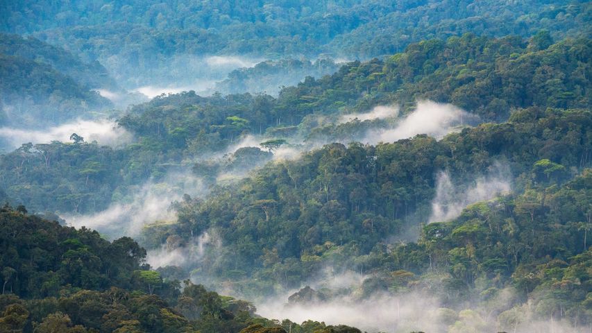 Bosque Nacional Impenetrable de Bwindi, Uganda