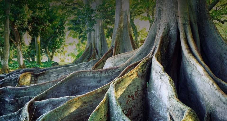Riesiger Feigenbaum im Botanischen Garten auf der Insel Kauai, Hawaii – SIME / eStock Photo ©