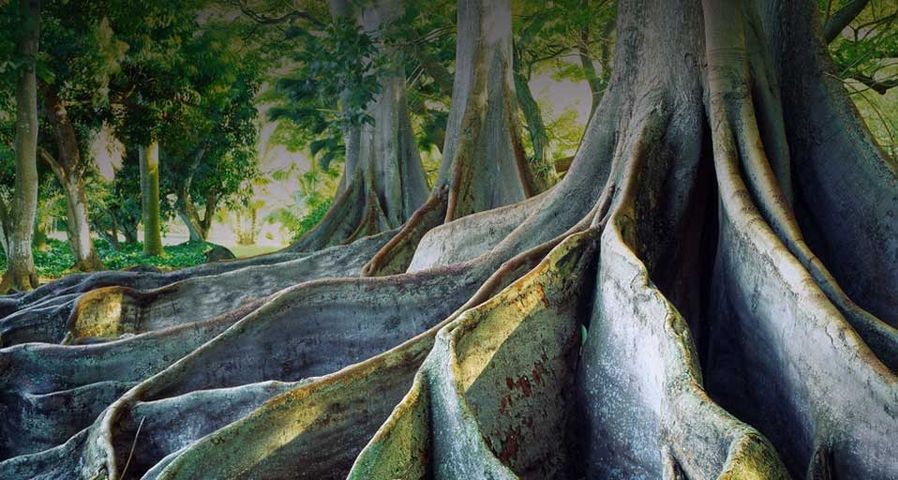 Giant Ficus trees at the National Tropical Botanical Garden on the island of Kauai, Hawaii
