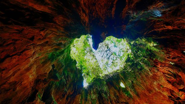 Souche de Wilson sur l’île de Yakushima, Japon