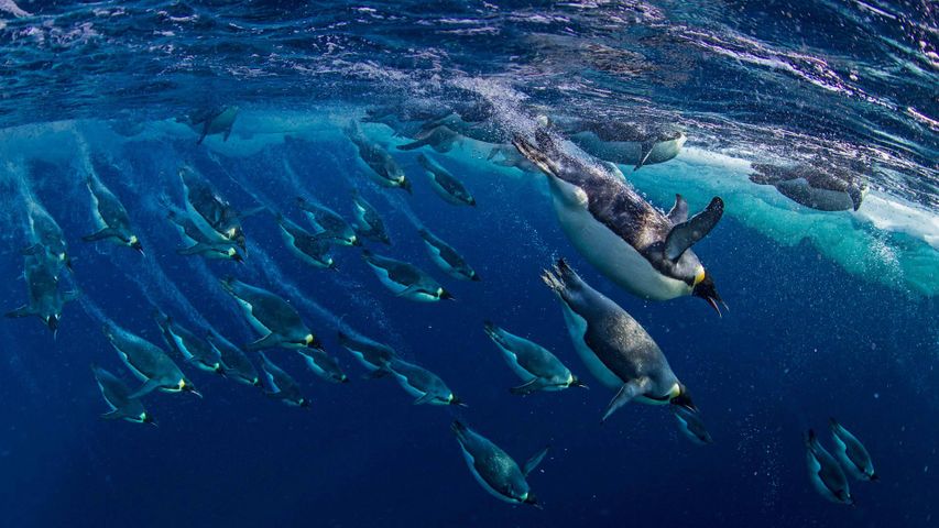 罗斯海中的帝企鹅，南极洲