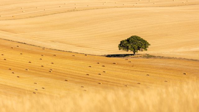 Beech tree in a cereal field, East Meon, South Downs National Park, Hampshire, England