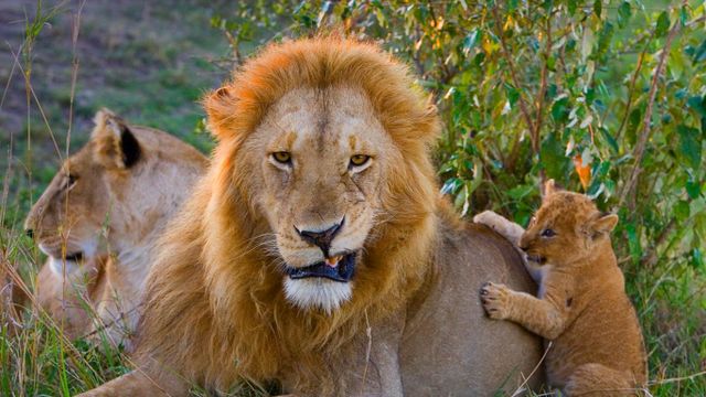 African lion cub playing with adult male, Masai Mara National Reserve, Kenya
