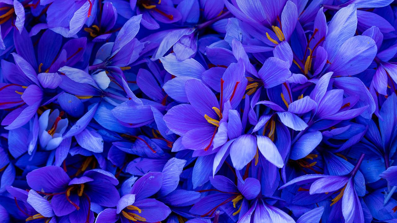 Flores de azafrán