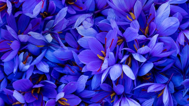 Saffron flowers in Spain