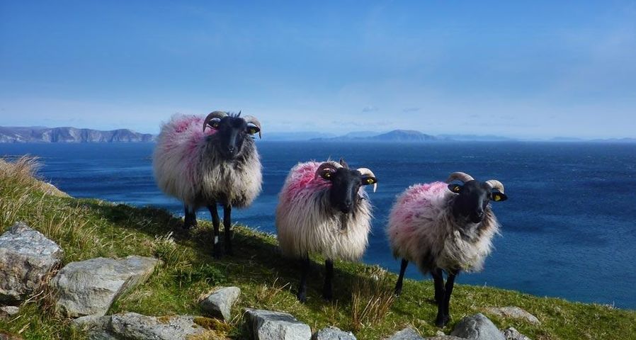 Sheep on Achill Island, County Mayo, Ireland