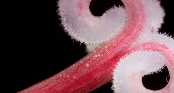 又想起《水果篮子》那句经典的话