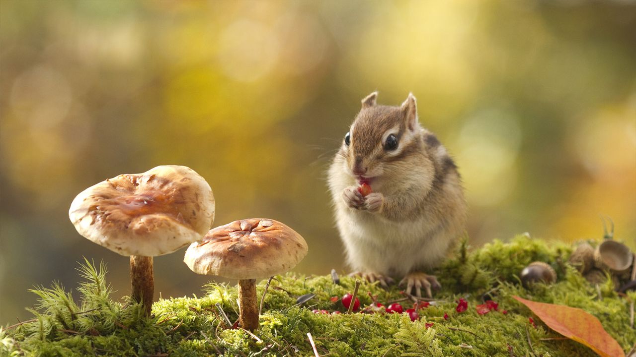 木の実を食べるシマリス｣ - Bing Gallery · Peapix