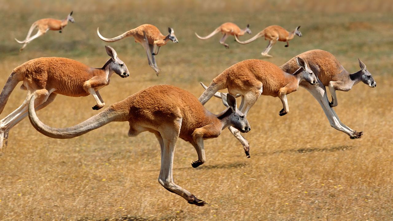 Kangourous roux dans l’Outback australien