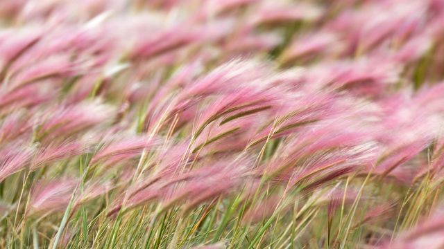 Squirreltail Barley (Hordeum jubatum) field in Kluane National Park, Yukon