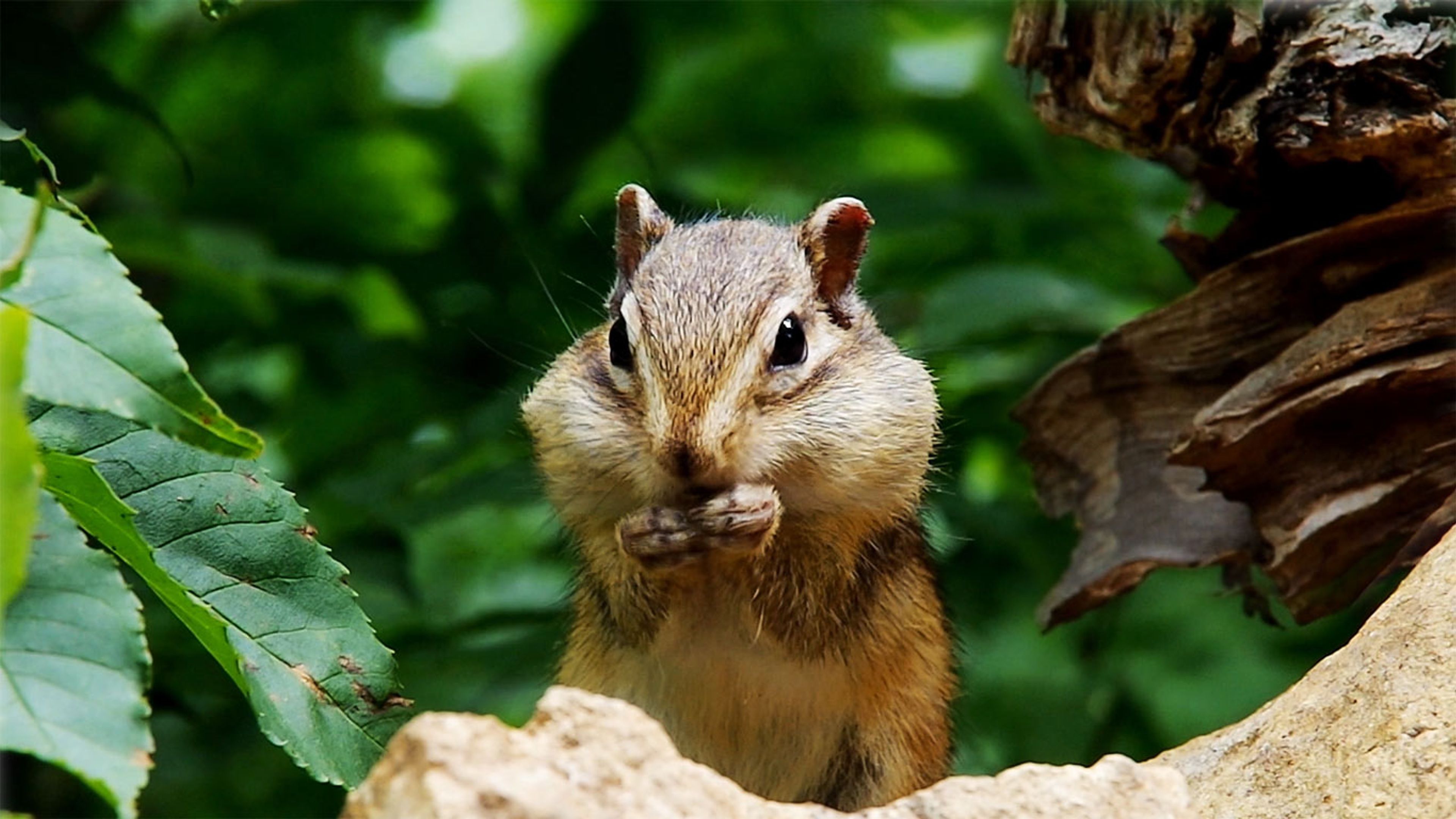 White Siberian Chipmunk