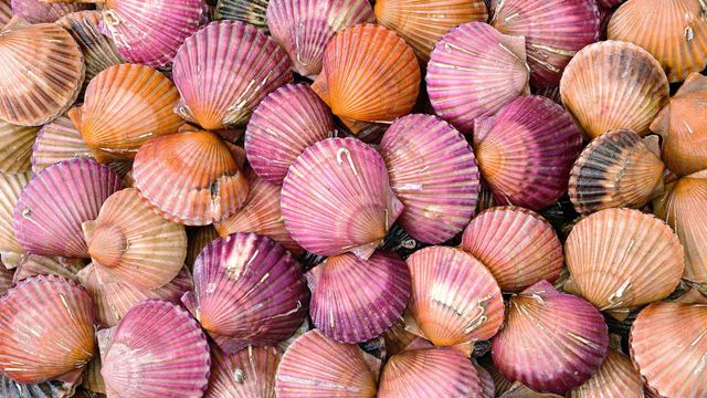 Coquilles Saint-Jacques, France