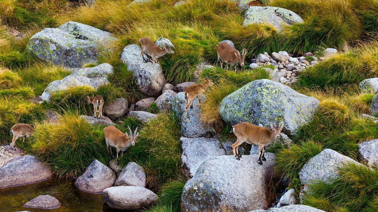 Grupo de cabras monteses en la Sierra de Gredos, Ávila, Castilla y León