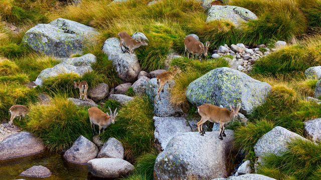 Grupo de cabras monteses en la Sierra de Gredos, Ávila, Castilla y León