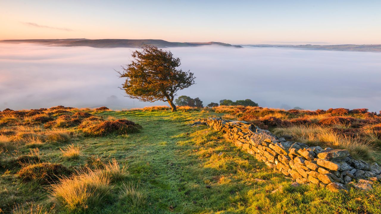 Moorland Valley Fog Sunrise, Dry Stone Wall, Windswept Tree, Peak District, United Kingdom