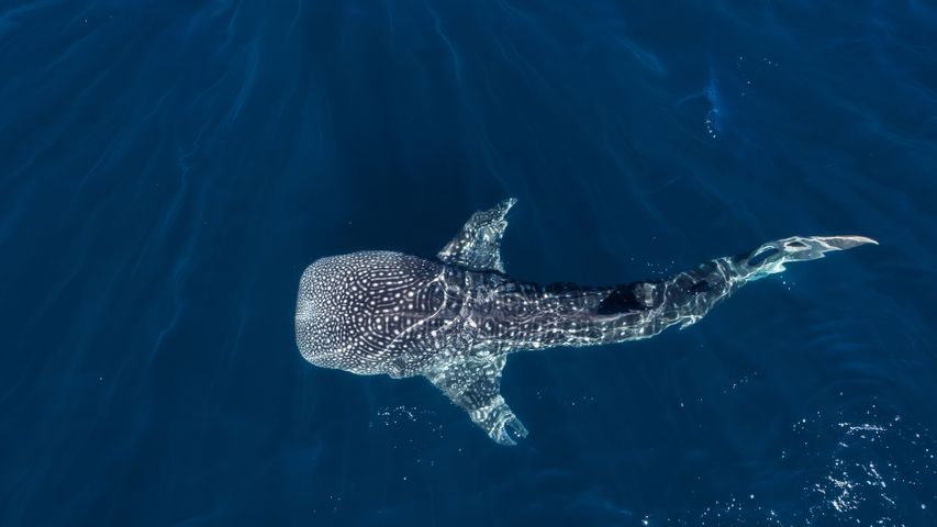Whale or shark?