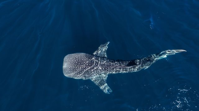 Whale or shark?