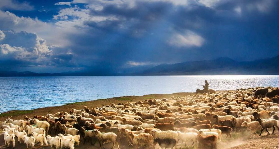 新疆赛里木湖边的牛群和羊群