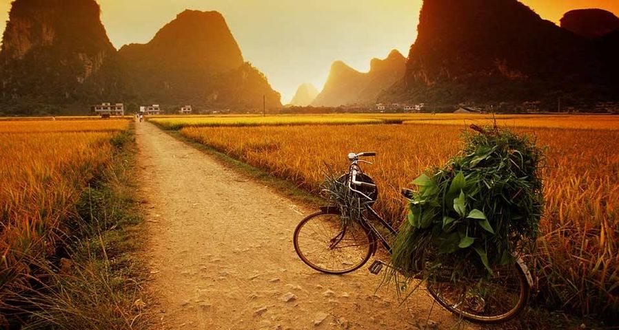 广西省，停放在稻田边的自行车