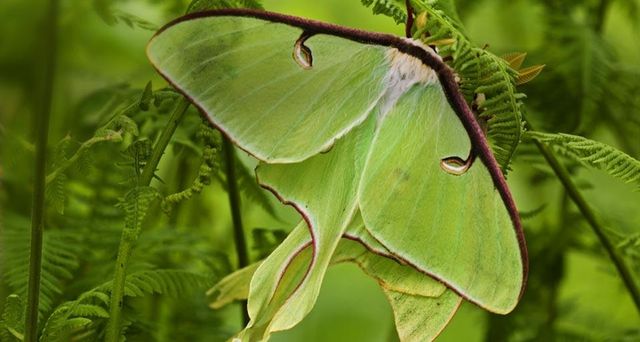 Luna moths among hay-scented ferns, Lively, Ontario, Canada