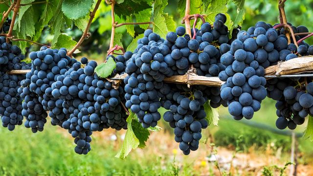 Clusters of dark purple grapes hanging on a vine in Penticton, B.C.